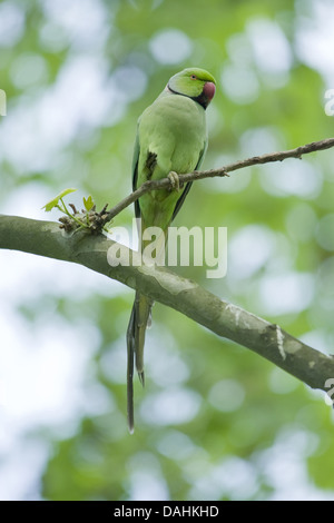 Rose di inanellare parrocchetto, Psittacula krameri Foto Stock