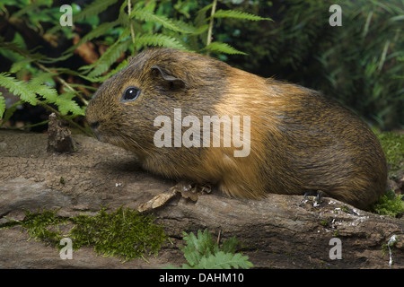 La cavia, cavia porcellus Foto Stock