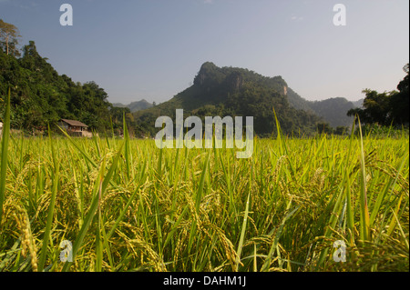 I campi di riso nel divieto di villaggio di camma, Ba essere Lago, Vietnam Foto Stock