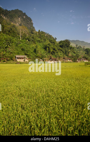 I campi di riso nel divieto di villaggio di camma, Ba essere Lago, Vietnam Foto Stock