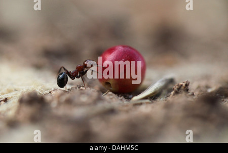 Harvester ant (Messor hebraeus). Macrophotograph di una mietitrice ant portando un seme. Foto Stock