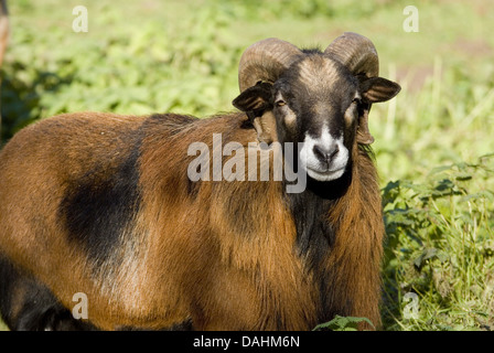 delle pecore del Cameroun Foto Stock