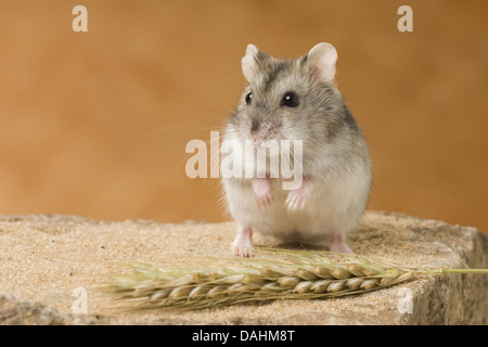 Djungarian hamster, phodopus sungorus Foto Stock