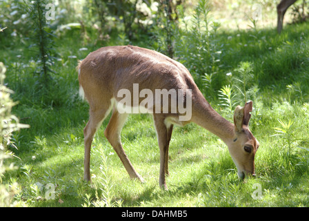 Mountain reedbuck, redunca fulvorufula Foto Stock