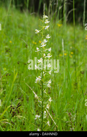 Maggiore Butterfly Orchid (Platanthera chorantha) cresce in una riserva naturale in Herefordshire campagna Foto Stock