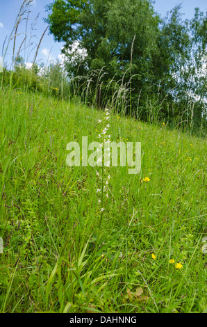 Maggiore Butterfly Orchid (Platanthera chorantha) cresce in una riserva naturale in Herefordshire UK campagna Foto Stock