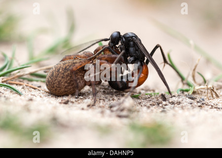 Spider caccia Wasp - Priocnemis perturbator Foto Stock