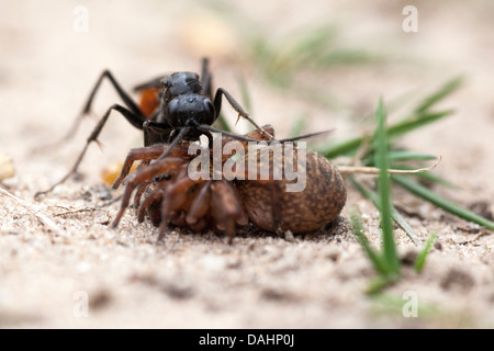 Spider caccia Wasp - Priocnemis perturbator Foto Stock