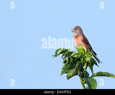 Linnet maschio Carduelis cannabina arroccato e canto Foto Stock