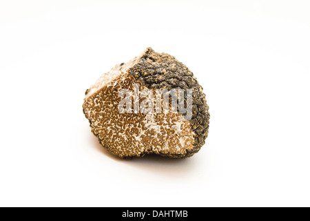 Nero tartufo Sommer / Tuber aestivum Foto Stock