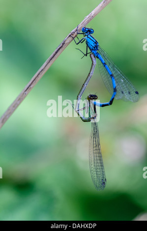 Coppia di damselflies di accoppiamento Foto Stock