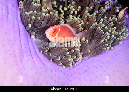 Rosa, anemonefish Amphiprion perideraion, Bunaken Marine Park, Nord Sulawesi, Indonesia, il Pacifico Foto Stock