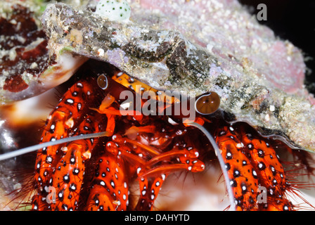 Bianco macchiato il granchio eremita, Dardano megistos, Bunaken Marine Park, Nord Sulawesi, Indonesia, il Pacifico Foto Stock