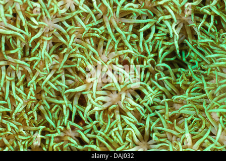 Polipi di un tubo di corallo, eventualmente Tubipora musica, o organo a canne di corallo, Lembeh strait, Sulawesi, Indonesia Foto Stock