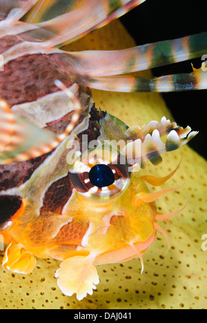 Leone Zebra, Dendrochirus zebra, Lembeh strait, Sulawesi, Indonesia, il Pacifico Foto Stock