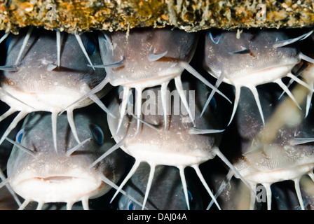 Anguilla striato Pesce Gatto, Plotosus lineatus, Lembeh strait, Sulawesi, Indonesia, il Pacifico Foto Stock