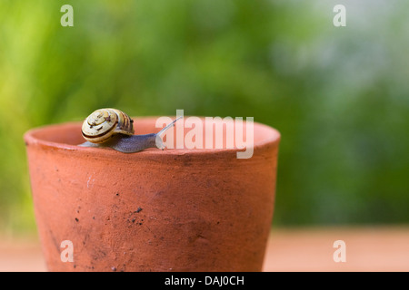 Giardino lumaca strisciare lungo il bordo di una pentola di terracotta. Foto Stock