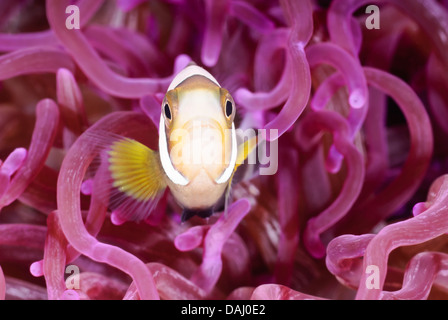 I capretti di Clark, anemonefish Amphiprion clarkii, Lembeh strait, Sulawesi, Indonesia, il Pacifico Foto Stock