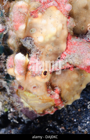 Rana pescatrice presenta verrucosa, Antennarius maculatus, Lembeh strait, Sulawesi, Indonesia, il Pacifico Foto Stock