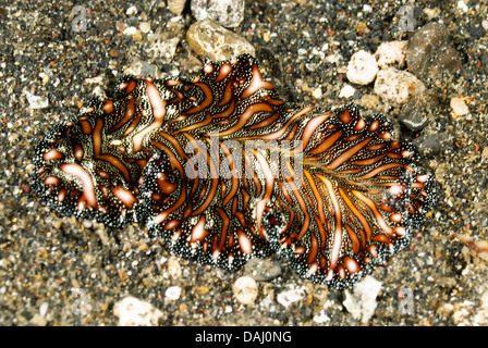 Tappeto persiano flatworm, Pseudobiceros bedfordi, Lembeh strait, Sulawesi, Indonesia, il Pacifico Foto Stock