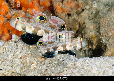 Ghiozzo di segnale o occhio di granchio ghiozzo, Signigobius biocellatus, Lembeh strait, Sulawesi, Indonesia, il Pacifico Foto Stock