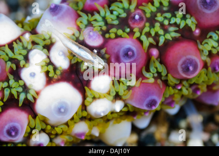 Stella di mare gamberetti, Zenopontonia soror, su presenta verrucosa stella di mare, Echinaster callosus, Lembeh strait, Sulawesi, Indonesia, il Pacifico Foto Stock