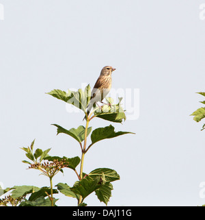 Femmina o comune Eurasian Linnet (Carduelis cannabina) in posa su di un ramo Foto Stock