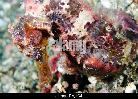 Cavalluccio marino Hedgehog, Hippocampus spinosissimus, Lembeh strait, Nord Sulawesi, Indonesia, il Pacifico Foto Stock