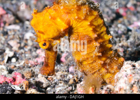 Cavalluccio marino Hedgehog, Hippocampus spinosissimus, Lembeh strait, Nord Sulawesi, Indonesia, il Pacifico Foto Stock