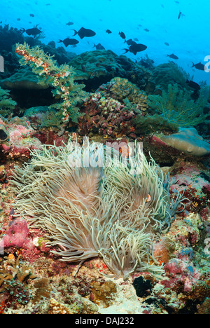 Anemone marino, Radianthus crispa, parco marino di Bunaken, Sulawesi settentrionale, Indonesia, Pacifico Foto Stock