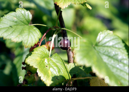 RIBES NERO Foto Stock