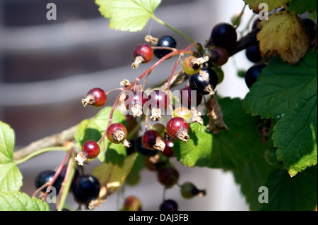 RIBES NERO Foto Stock