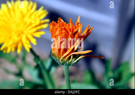 CALENDULA MORENDO Foto Stock