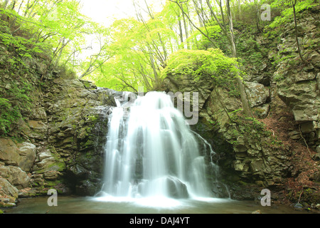 Cascata di fresco verde, Nome è Asamaootaki, Gunma, Giappone Foto Stock