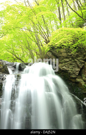 Cascata di fresco verde, Nome è Asamaootaki, Gunma, Giappone Foto Stock