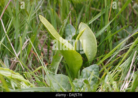 Il sommatore-linguetta fern (Ophioglossum vulgatum) impianto, Marden Prato, Kent, England, Regno Unito, Europa Foto Stock