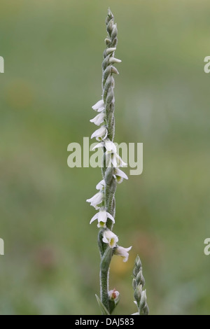 Autunno lady's tresses (Spiranthes spiralis) fiore, Norfolk, Inghilterra, Regno Unito, Europa Foto Stock