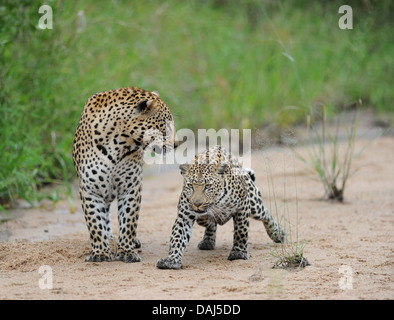 African leopard maschio e femmina di accoppiamento prima nel letto del fiume Foto Stock