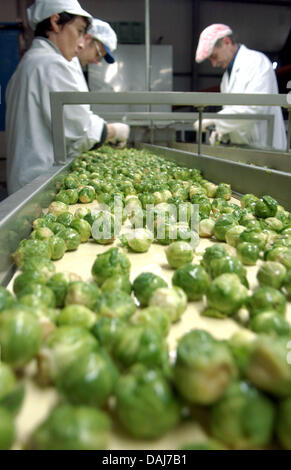 (Dpa) file di un file immagine datata 17 febbraio 2005 di dipendenti di surgelati produttore Frenzel Oderland ordina germoglio di Bruxelles in Manschnow, Gerrmany. Foto: Patrick Pleul Foto Stock