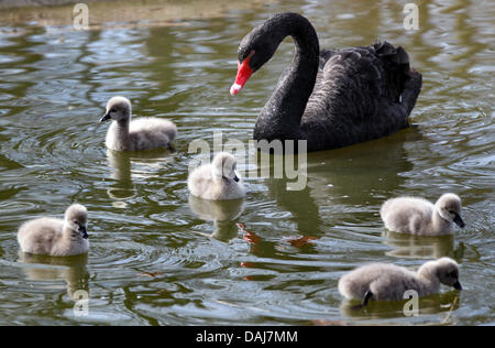 La foto mostra un Black Swan con i suoi cinque giovani all'aria aperta la sezione del "Bird Resort Mahrlow' in Mahrlow, Germania il 23 marzo 2011. A causa delle condizioni atmosferiche gli uccelli potevano solo essere inviato nell'aria aperta la sezione del resort. L'uccello Mahrlow resort si sviluppa su 22 ettari ed è la casa di 1.200 animali di 140 specie diverse. Foto: Bernd Wüstneck Foto Stock