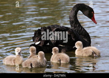 La foto mostra un Black Swan con i suoi cinque giovani all'aria aperta la sezione del "Bird Resort Mahrlow' in Mahrlow, Germania il 23 marzo 2011. A causa delle condizioni atmosferiche gli uccelli potevano solo essere inviato nell'aria aperta la sezione del resort. L'uccello Mahrlow resort si sviluppa su 22 ettari ed è la casa di 1.200 animali di 140 specie diverse. Foto: Bernd Wüstneck Foto Stock