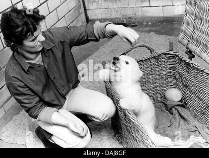 (Dpa) file di un file immagine datata 02 luglio 1987 mostra il custode dello zoo Andrea Kowall giocando con orso polare Björn Heinrich allo zoo 'Tierpark Berlin-Friedrichsfelde" di Berlino, nella Repubblica democratica tedesca. Il piccolo "Teddy" è stata la prima mano-allevati polar bear vi. Oggi egli è di 24 anni e un padre multipli in uno zoo in Croazia. Foto: Berliner Verlag/Archiv Foto Stock