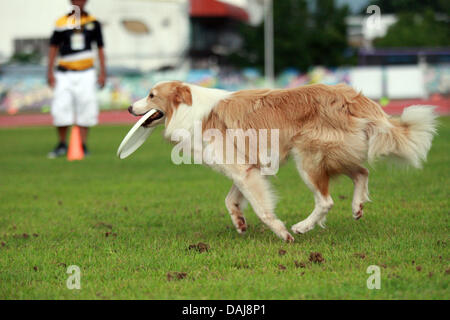 Jul 13, 2013 - Koronadal, Filippine - un cane prende parte alla XXI Filippine cane associazione atletica campionati di agilità nel sud della città filippina di Koronadal. (Credito Immagine: © Jef Maitem/ZUMAPRESS.com) Foto Stock