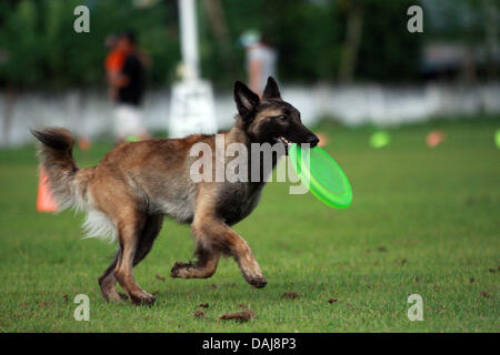 Jul 13, 2013 - Koronadal, Filippine - un cane prende parte alla XXI Filippine cane associazione atletica campionati di agilità nel sud della città filippina di Koronadal. (Credito Immagine: © Jef Maitem/ZUMAPRESS.com) Foto Stock