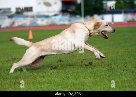 Jul 13, 2013 - Koronadal, Filippine - un cane prende parte alla XXI Filippine cane associazione atletica campionati di agilità nel sud della città filippina di Koronadal. (Credito Immagine: © Jef Maitem/ZUMAPRESS.com) Foto Stock