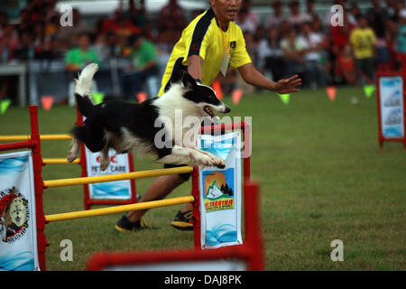 Jul 13, 2013 - Koronadal, Filippine - un cane prende parte alla XXI Filippine cane associazione atletica campionati di agilità nel sud della città filippina di Koronadal. (Credito Immagine: © Jef Maitem/ZUMAPRESS.com) Foto Stock