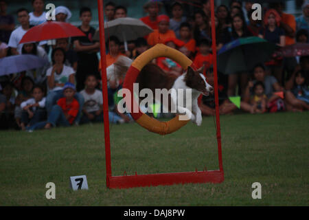 Jul 13, 2013 - Koronadal, Filippine - un cane prende parte alla XXI Filippine cane associazione atletica campionati di agilità nel sud della città filippina di Koronadal. (Credito Immagine: © Jef Maitem/ZUMAPRESS.com) Foto Stock