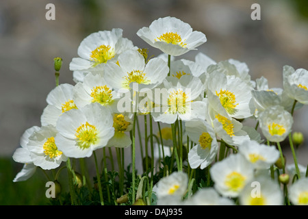 Alpine papavero (Papaver alpinum subsp. sendtneri, Papaver sendtneri), fioritura, la Svizzera, la Schynige Platte Foto Stock