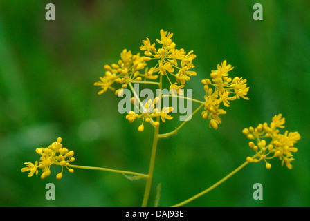 Essiccatore di guado (Isatis tinctoria), infiorescenza, Germania Foto Stock