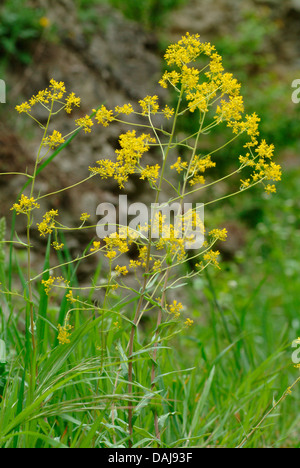 Essiccatore di guado (Isatis tinctoria), fioritura, Germania Foto Stock